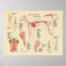 Search for vascular system Anatomical