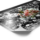 Search for white cherry blossom tree posters Leaves