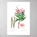 Search for oleanders Vintage
