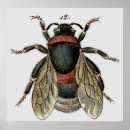 Search for death moth art Insect