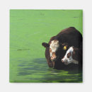 Search for bovines magnets Farm