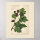 Search for vintage fruit posters Botany