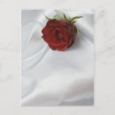 Search for soft rose postcards Flower