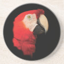 Search for macaws coasters Animal