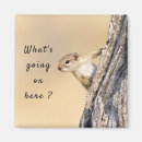 Search for squirrel photo magnets Nature
