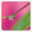 Search for droplets stickers Pink