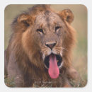 Recherche de tête lion autocollants Afrique