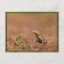 Search for lizard cards invites Desert