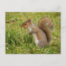 Search for gray squirrel Cute