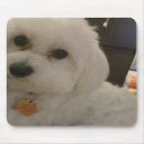 Search for maltipoo electronics Poodle
