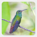 Recherche de colibri vert autocollants Rose