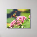 Search for clearwing Pink