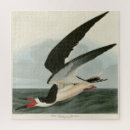 Search for audubon birds puzzles Illustration