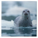 Recherche de mammifères carreaux Carnivore