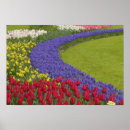 Search for dutch tulip posters Yellow