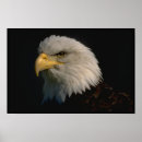 Recherche de aigle chauve art Amérique