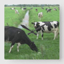 Recherche de vache à lait horloges Vaches