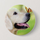 Recherche de chien papillon badges Amoureux des chiens
