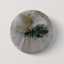 Search for beetles buttons Wildlife
