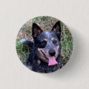 Recherche de bétail Mignonette