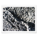 Search for driftwood art Nature