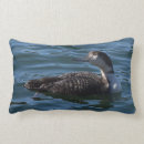 Search for common loon home living Bird