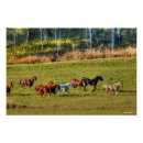 Recherche de herde posters Cheval