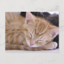 Recherche de sommeil cartes postales Animal