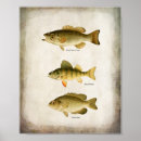 Search for walleye art Perch