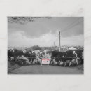 Search for irish cow postcards Animals
