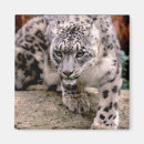 Search for snow leopard magnets Cold