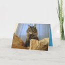 Search for coon cat cards Cute