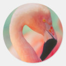 Search for bird stickers Pink
