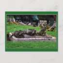 Search for iguana postcards Reptile