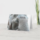 Recherche de vieil éléphant Pour elle