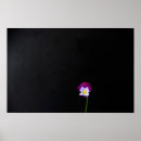 Search for viola posters Black