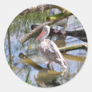 Recherche de pélican autocollants Animaux