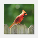 Search for cardinal magnets Green