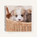 Search for corgi notebooks Pet