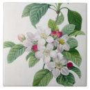Search for apple tree tiles Botanical