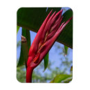 Recherche de oiseau exotique magnets Botanique