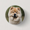 Recherche de chow chow badges Chiot