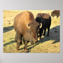 Search for bison posters Nature