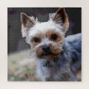 Search for yorkshire terrier puzzles Canine