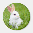 Search for lapin Bunnies