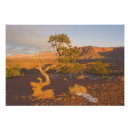 Search for juniper posters Southwest