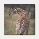 Search for torso magnets Nature