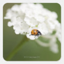 Search for ladybird stickers Nature