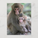 Recherche de macaques cartes postales Animaux dans la nature
