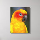 Search for conures art Animal